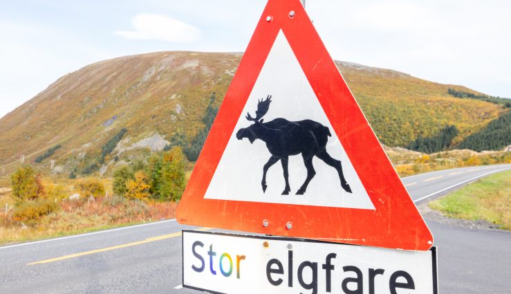 Stor_elgfare